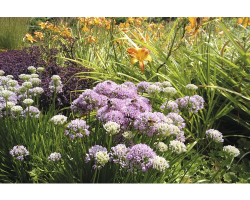 Česnek šerý horský FloraSelf Allium senescens výška 5-20 cm květináč 0,5 l