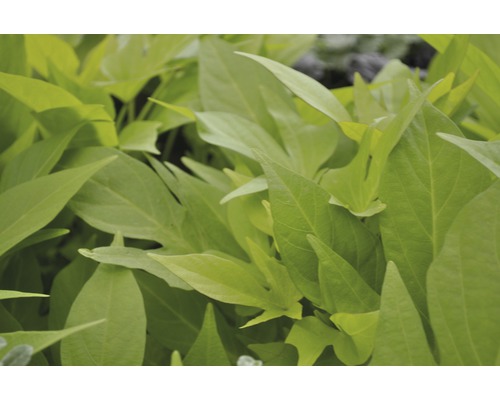 Detailní záběr rostliny sladkých brambor se zelenými listy