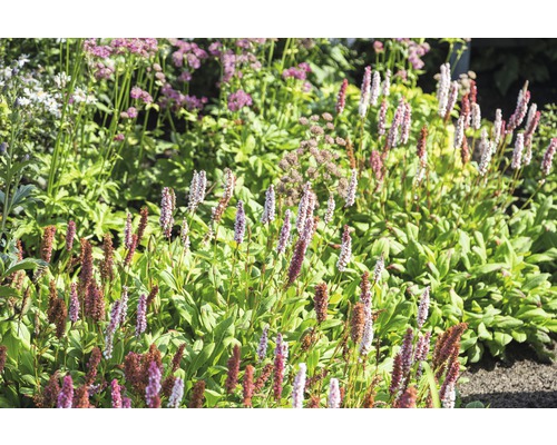 Rdesno Bistorta affinis 'Darjeeling Red' (pův. Persicaria aff. 'Darjeeling Red') 5-20 cm květináč 0,5 l