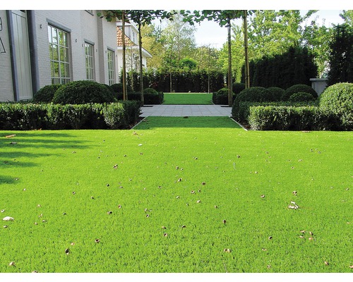 Zahrada s umělým trávníkem, buxusovými živými ploty a kamennou cestou