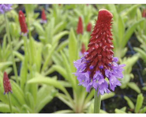 Detailní záběr šarlatové prvosenky na zahradě.