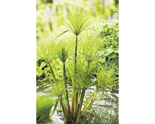 Šáchor papírodárný FloraSelf Cyperus papyrus 'Percamenthus' výška 20-50 cm květináč 3 l