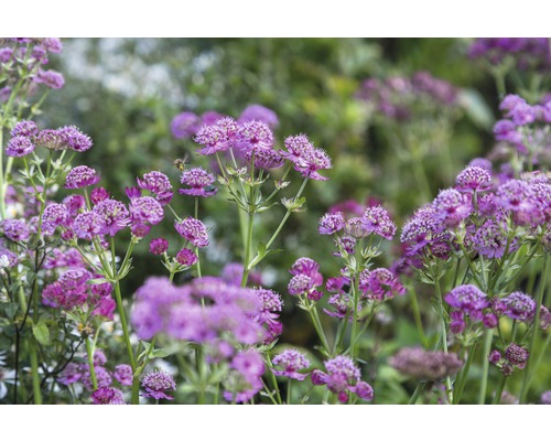 Jarmanka větší FloraSelf Astrantia major 'Primadonna' 5-30 cm květináč 0,5 l