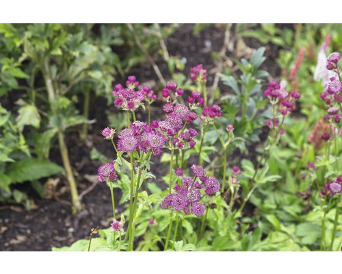 Kvetoucí hvězdnice na zahradě