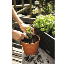 Osoba sází mátu do květináče na balkóně vedle truhlíku s bylinkami a bazalkou.