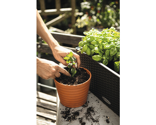 Osoba sází mátu do květináče na balkóně vedle truhlíku s bylinkami a bazalkou.