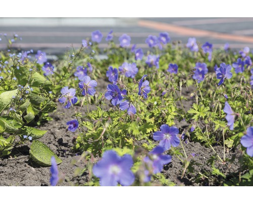Kakost himalájský FloraSelf Geranium himalayenses 'Baby Blue' 10-40 cm květináč 0,5 l