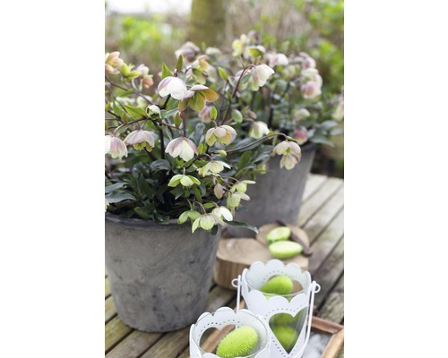 Dva šedé květináče s čemeřicí na dřevěném stole.