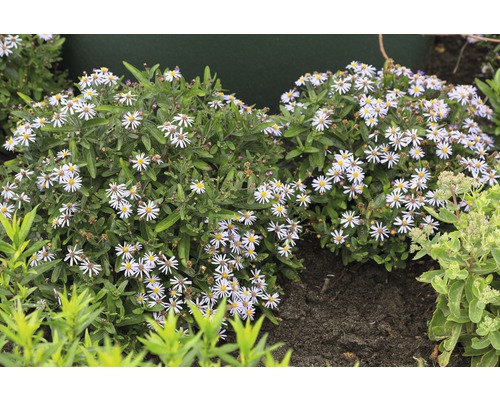 Astra japonská FloraSelf Kalimeris incisa 'Nana Blue' výška 5-30 cm květináč 0,5 l Keř astra s malými bílými květy na zahradě.