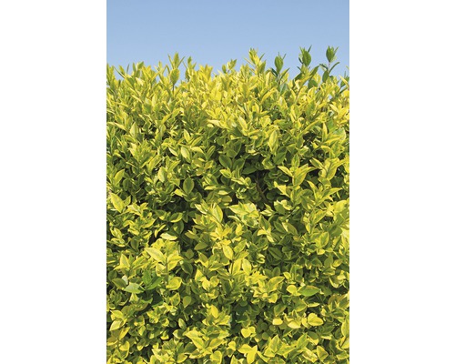 Ptačí zob na špalíru FloraSelf Ligustrum ovalifolium 'Aureum' výška 110-120 cm šířka 80 cm květináč 30 l