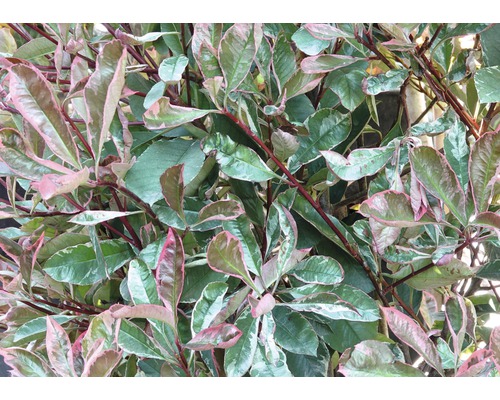 Blýskalka FloraSelf Photinia fraseri 'Pink Marble' 80-100 cm květináč 10 l