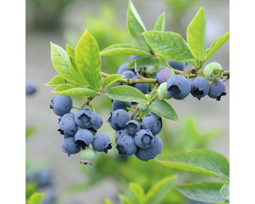 Kanadská borůvka FloraSelf Vaccinium corymbosum 'Bluetta' 40-60 cm květináč 4 l Detail zralých borůvek na větvi s listy