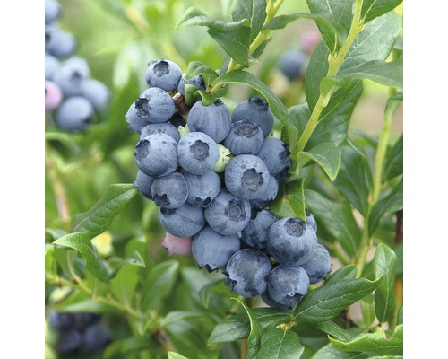 Borůvka středně raná FloraSelf Vaccinium corymbosum 'Hardyblue' 40-60 cm květináč 4 l