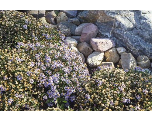 Astra, hvězdnice FloraSelf Aster ageratoides 'Asran' výška 5-20 cm květináč 0,5 l Zahradní krajina s kvetoucími astry a kameny