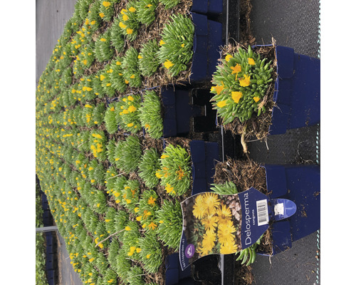 Mnoho rostlin Delosperma Congesta v květináčích