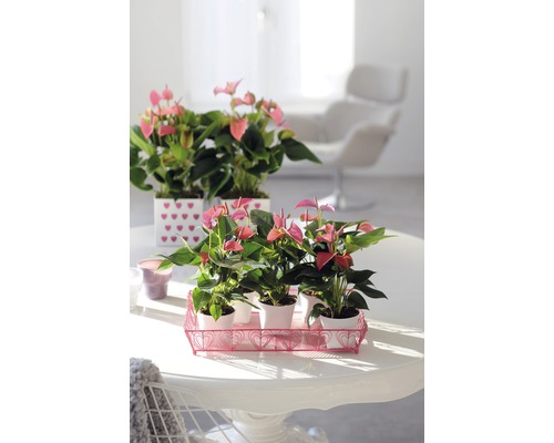 Pokojová fotografie s růžovými anturiemi v květináčích na stole