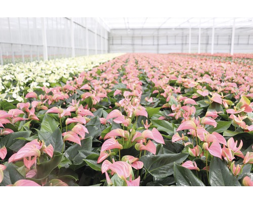 Skleník s rostlinami Anthurie