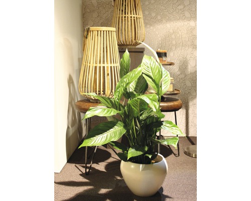 Lopatkovec v květináči, kombinovaný s dekorativními dřevěnými lucernami na odkládacím stolku.