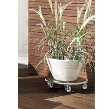 Rostlina v květináči na kolečkách na dřevěné terase