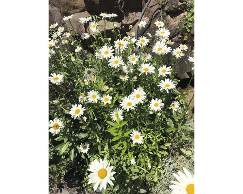 Kopretina velkokvětá FloraSelf Leucanthemum vulgare 'Maikönigin' 5-80 cm květináč 0,5 l