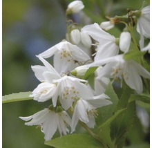 Trojpuk FloraSelf Deutzia gracilis 40-50 cm květináč 4 l-thumb-1