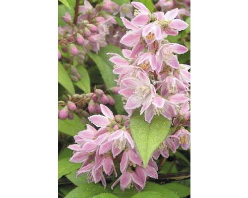 Trojpuk FloraSelf Deutzia magnifica 'Tourbillon Rouge' 80-100 cm květináč 4 l Detail květu trojpuku