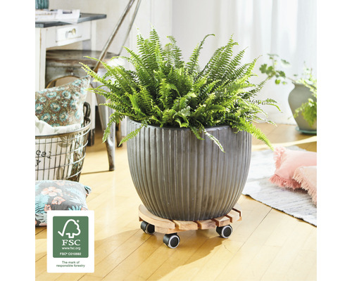 Pokojová rostlina v květináči s kolečky a pečetí FSC pro odpovědné lesní hospodářství
