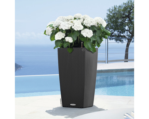 Vysoký květináč s bílými hortenziemi v zahradě u bazénu