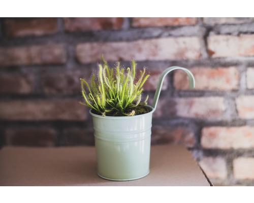 Rostlinas rosnatkou v květináči