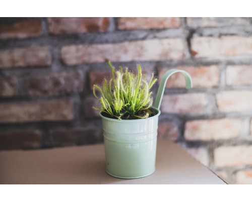 Rostlina rosnatky v květináči