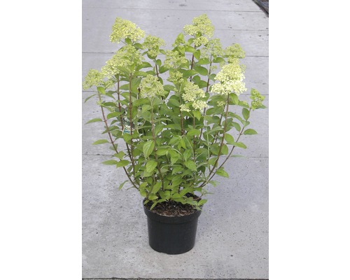 Hortenzie latnatá FloraSelf Hydrangea paniculata 'Limelight' výška 50-60 cm květináč 5 l