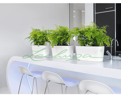 Tři bílé květináče s rostlinami na pultu s barovými stoličkami