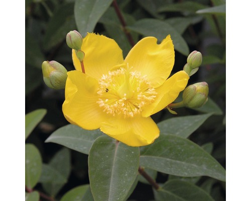 Třezalka rozkladitá FloraSelf Hypericum patulum 'Hidcote' výška 30-40 cm květináč 4 l