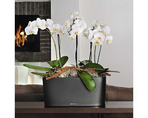 Orchideje v šedé nádobě na stole