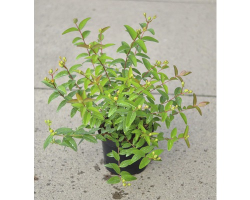 Třezalka v květináči