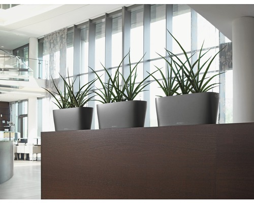 Tři šedé květináče se zelenými rostlinami na tmavé dřevěné polici ve světlé místnosti.