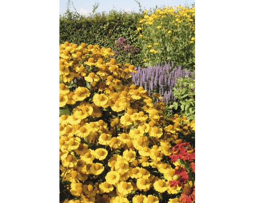 Zahrada s kvetoucími rostlinami zářivky