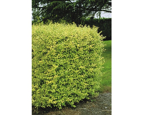 Ptačí zob zlatý FloraSelf Ligustrum ovalifolium 'Aureum' výška 60-80 cm květináč 4,5 l