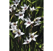 Detailní záběr rostlin mečíků s bílými květy a tmavě červenými akcenty