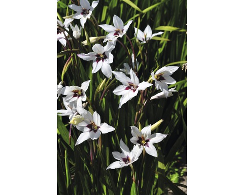 Detailní záběr rostlin mečíků s bílými květy a tmavě červenými akcenty