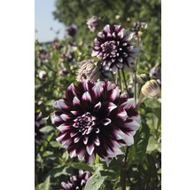 Detailní záběr jiřinky na zahradě