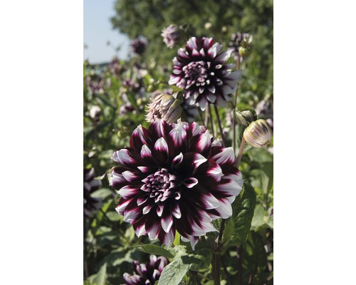 Detailní záběr jiřinky na zahradě