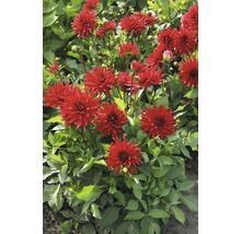 Skupina červených jiřin v zahradním záhonu