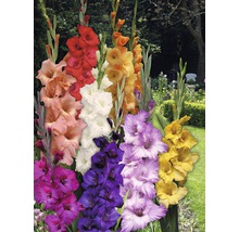 Různobarevné mečíky na zahradě