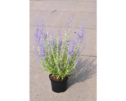 Šalvěj Yangova FloraSelf Perovskia atriplicifolia 'Little Spire' výška 30-40 cm květináč 4,5 l