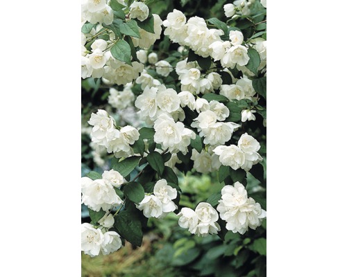 Pustoryl, jasmín zahradní, jasmín vonný FloraSelf Philadelphus 'Minnesota Snowflake' výška 60-80 cm květináč 4 l