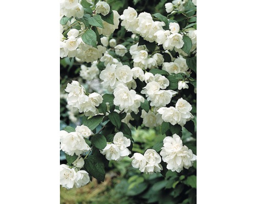 Pustoryl, nepravý jasmín FloraSelf Philadelphus 'Minnesota Snowflake' 60-80 cm květináč 4 l