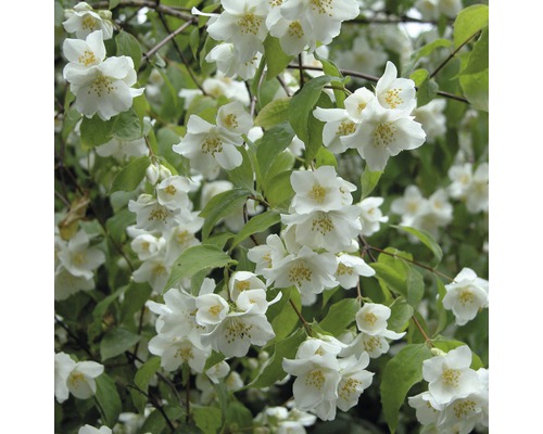 Pustoryl s bílými květy a zelenými listy