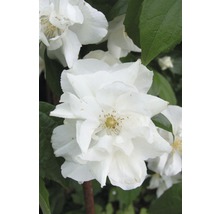 Pustoryl, jasmín zahradní, jasmín vonný FloraSelf Philadelphus 'Natchez' výška 60-80 cm květináč 4 l