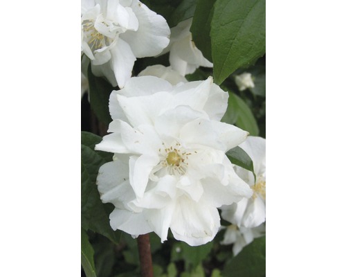 Pustoryl, jasmín zahradní, jasmín vonný FloraSelf Philadelphus 'Natchez' výška 60-80 cm květináč 4 l